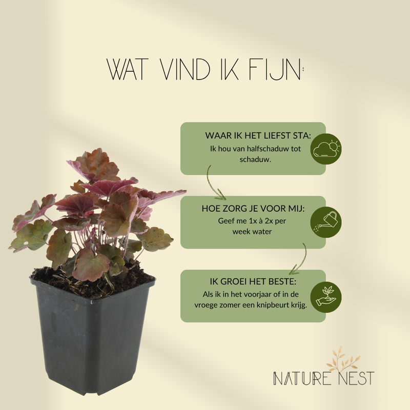 6 Purperklokjes Planten | Heuchera micrantha 'Palace Purple' | Tuinplanten