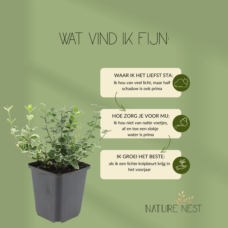 12 Bonte Kardinaalsmuts Planten | Euonymus 'Emerald 'n Gaity' | Tuinplanten