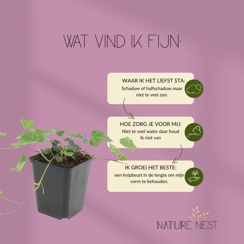 3 Klimopplanten | Hedera helix 'Glacier' | Tuinplanten | Planten