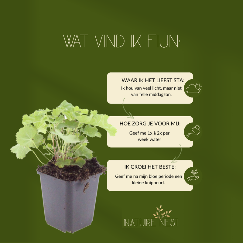 6 Vrouwenmantel Planten | Alchemilla mollis | Tuinplanten | Planten