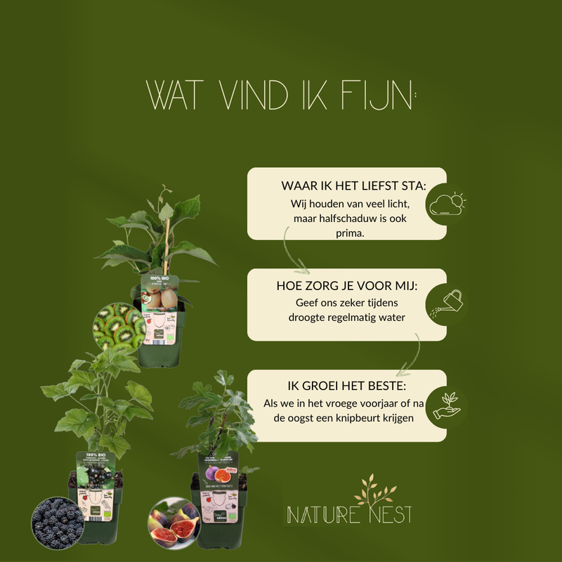 "Zoete oogst trio" BIO Fruitplanten mix set van 3 verschillende soorten | 100% Biologisch gekweekt