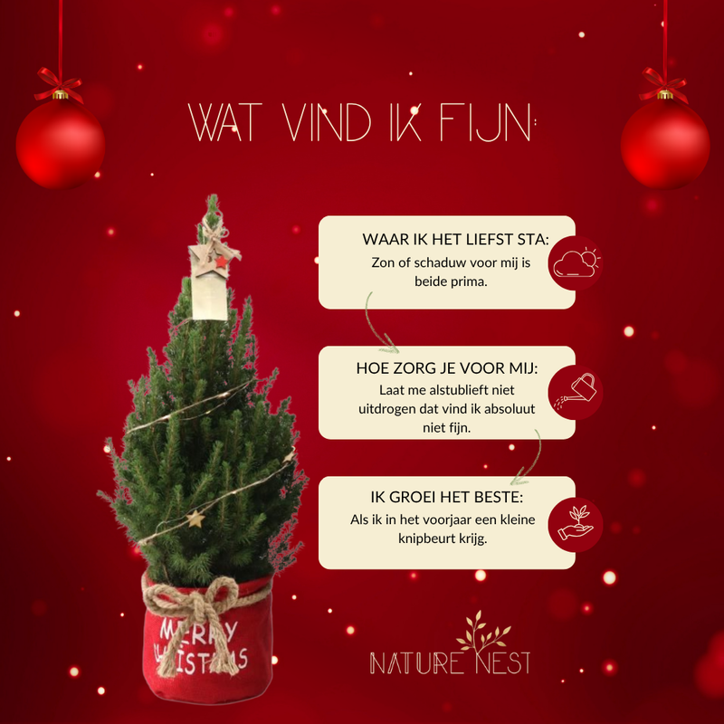 Kerstboom met verlichting 'Starlight' in Xmas Bag rood | 19 cm Ø | 60 cm ↕