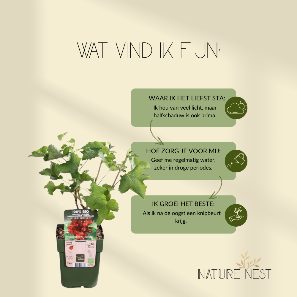 3 Kruisbessenplanten | 100% Biologische Fruitplanten | Kruisbessen