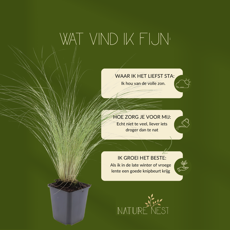 3 Federgras planten | Stipa tenuissima 'Ponytails' | Tuinplanten | Planten
