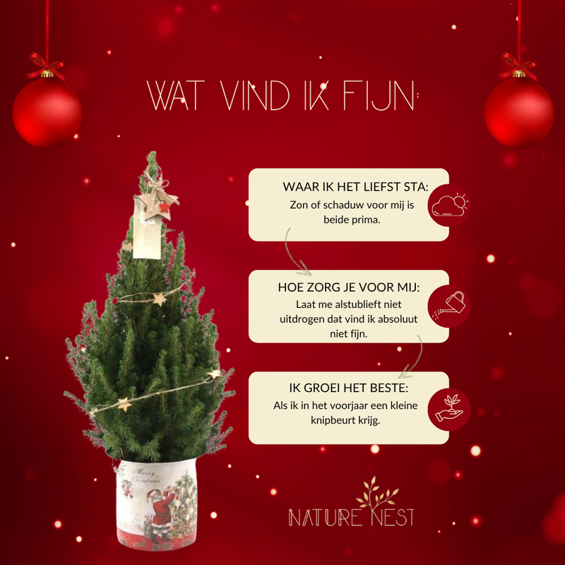 Kerstboom met verlichting 'Starlight' in Kerstman pot | 19 cm Ø | 60 cm ↕