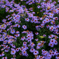 Aster Ageratoides 'Asran'