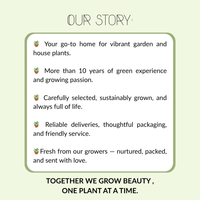 Onkruidremmende Bloemborder