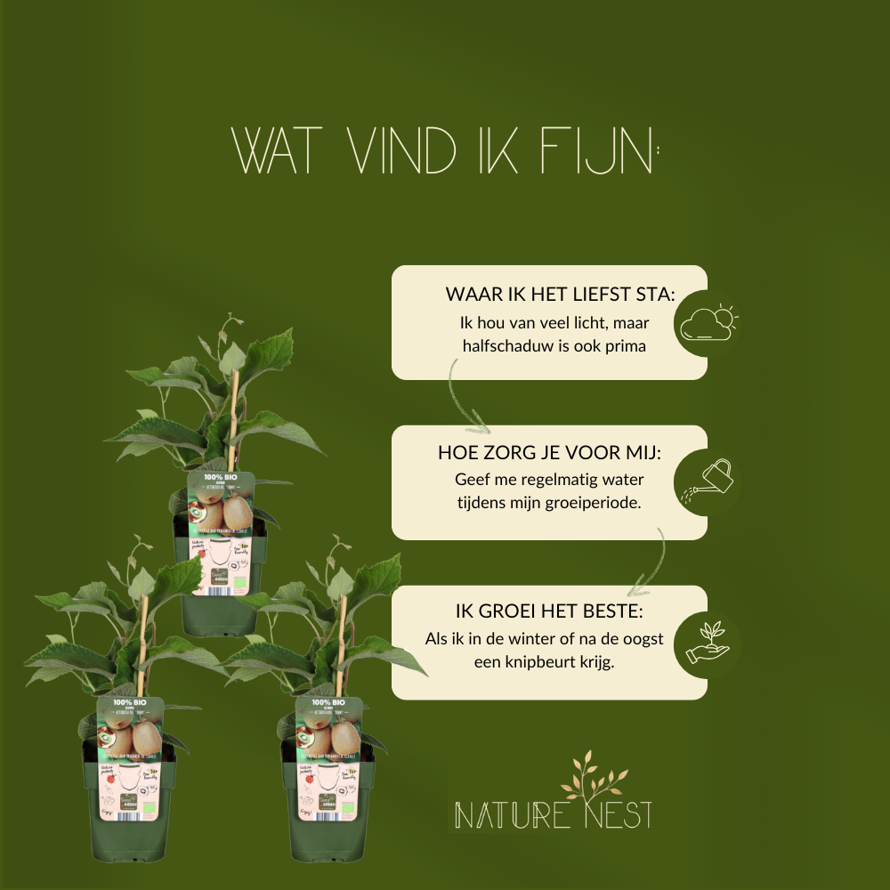 3 Kiwi Planten | 100% Biologische Fruitplanten | Kiwi Bessen | Tuinplanten
