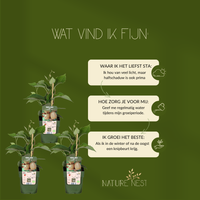 3 Kiwi Planten | 100% Biologische Fruitplanten | Kiwi Bessen | Tuinplanten