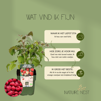 3 Frambozenplanten | 100% Biologische fruitplanten | frambozen | tuinplanten