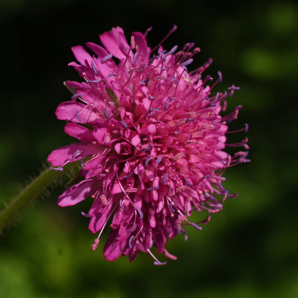 Wilde Natuurborder set van 12, 24, 48, 60 of 120 planten