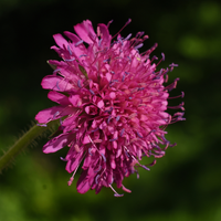 Wilde Natuurborder set van 12, 24, 48, 60 of 120 planten