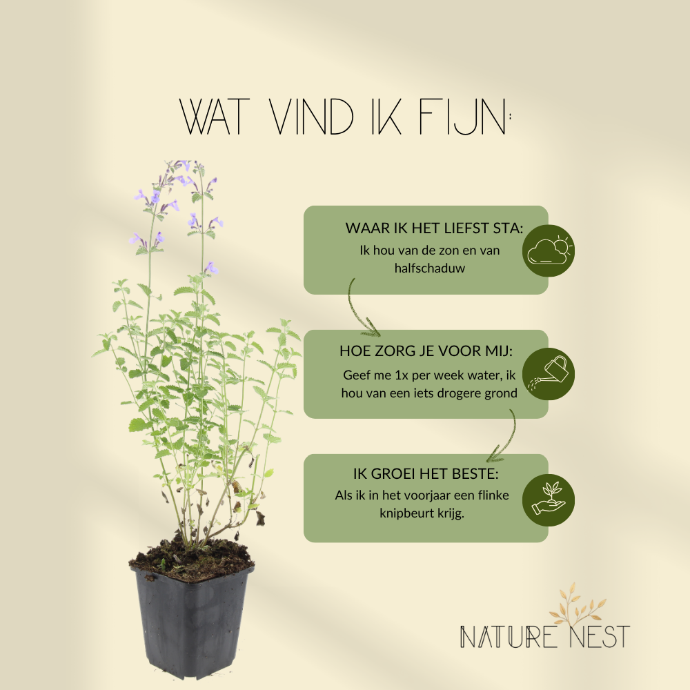 3 kattenkruid planten | Nepeta 'Walker's Low' | Tuinplanten | Planten