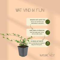 12 Dwergmispel Planten | Cotoneaster dammeri | Tuinplanten | Planten