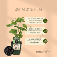 3 Bramenplanten | 100% Biologische Fruitplanten | Bramen | Tuinplanten