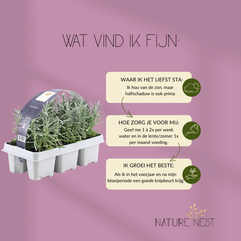 24 Blauwe Lavendelplanten | 12 x Ø7 cm - ↕15 cm | Lavendelplant winterhard | Planten