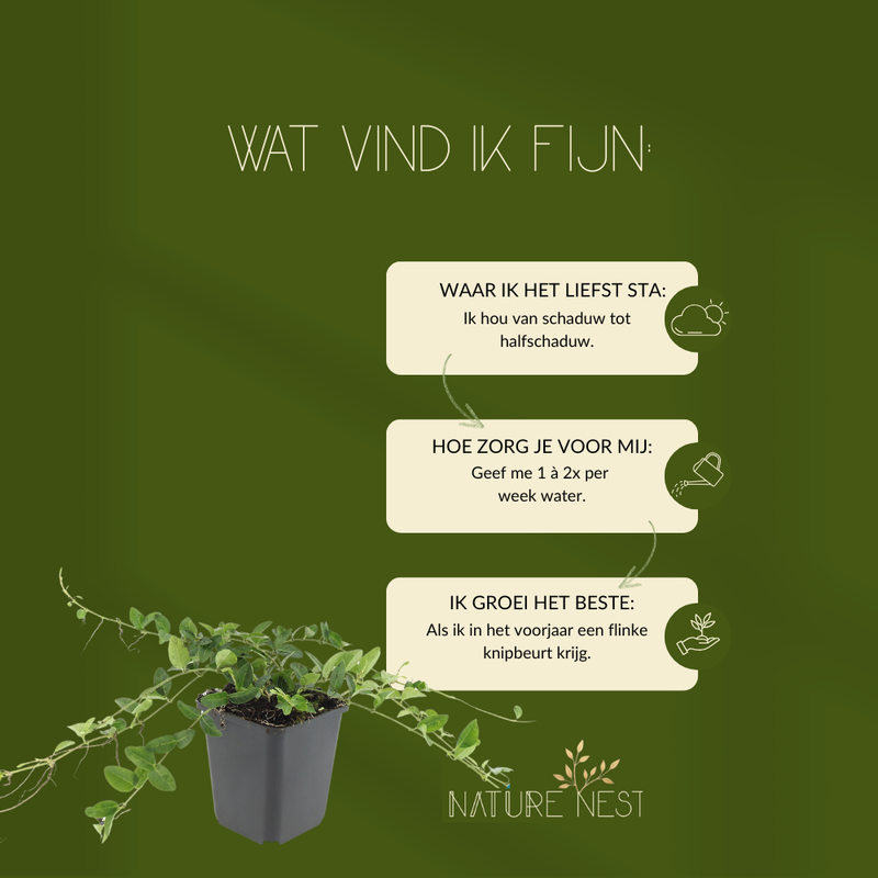 3 Witte Maagdenpalm planten | Vinca minor 'Alba' | Tuinplanten | Planten