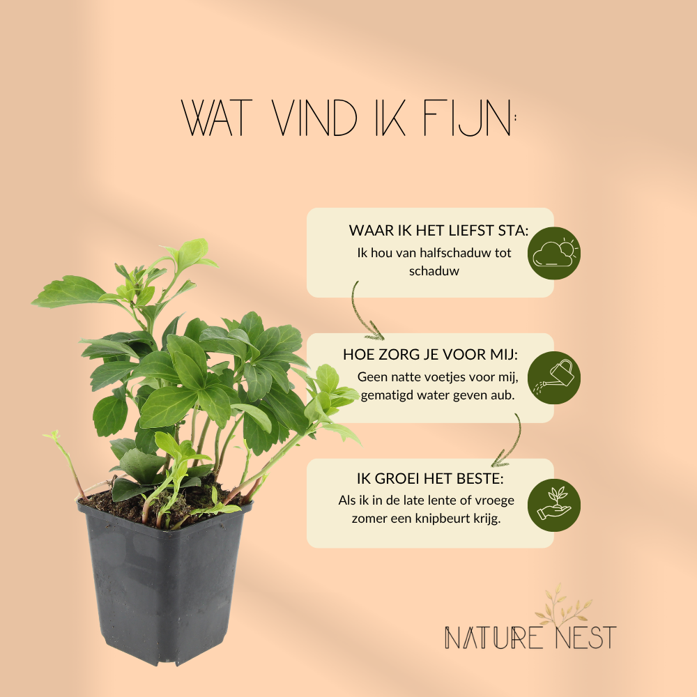 12 Dikkemanskruid planten | Pachysandra terminalis | Tuinplanten | Planten