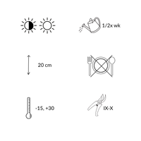 3 Goldene Erdbeerpflanzen | Waldsteinia ternata | Gartenpflanzen | Pflanzen