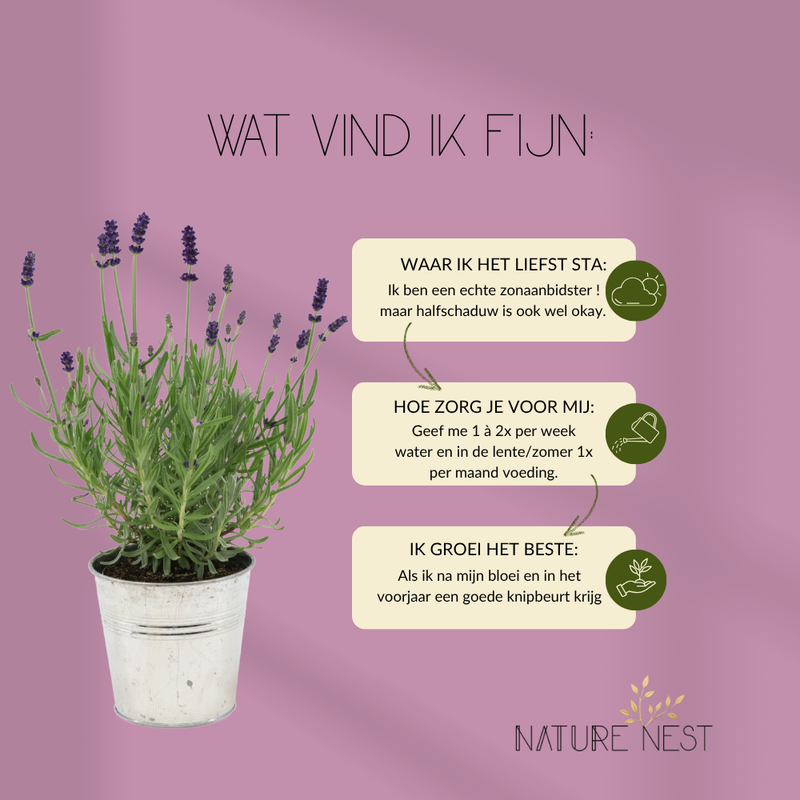 Set van 3 echte lavendelplanten in sierpot 'Deluxe' | 3 x Ø12 cm - ↕25 cm