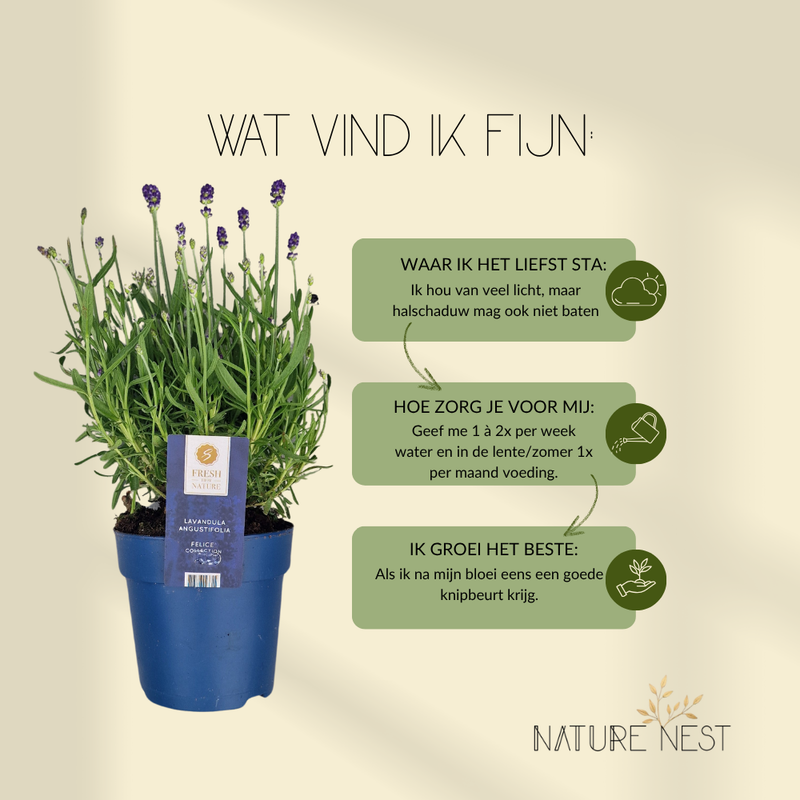 Set van 6 Winterharde Lavendelplanten | 6 x Ø12 cm ↕30 cm | Lavendula ang. Felice