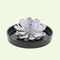 1 Succulent ‘Echeveria Lilacina’ Ø12–14 cm ↕5 cm