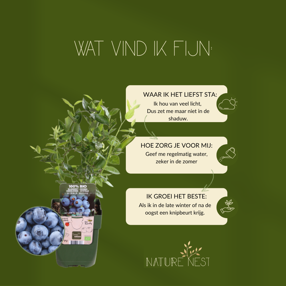 3 bosbessenplanten | bosbessenplanten | 100% Biologische fruitplanten | bosbessen