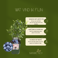 3 bosbessenplanten | bosbessenplanten | 100% Biologische fruitplanten | bosbessen