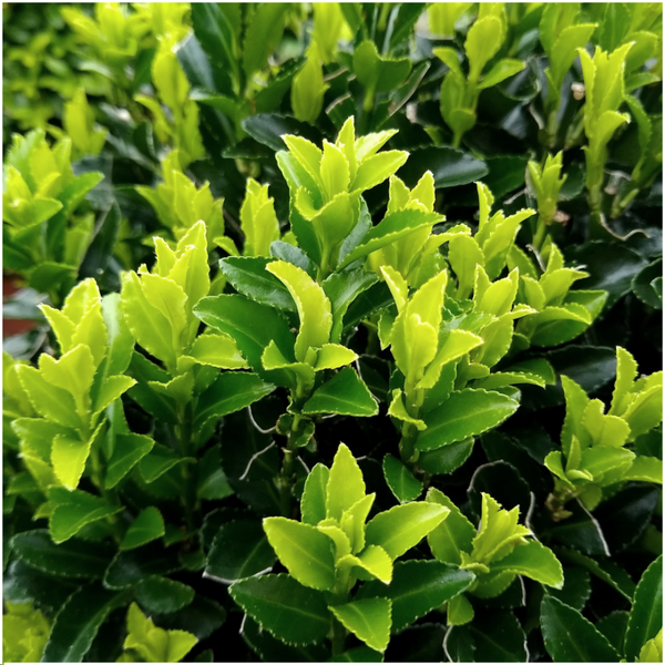 Kardinaalsmuts, Euonymus Japonicus 'Green Spire' (Buxus Vervanger)