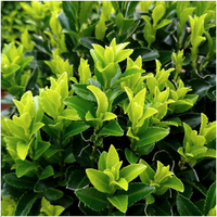 Set mit 6 Euonymus japonicus 'Green Spire' (Buchsbaumersatz) Pflanzen