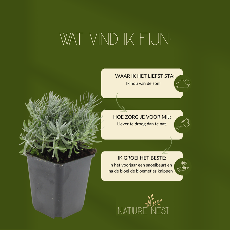 6 Lavendelplanten | Lavandula angustifolia 'Hidcote' | Tuinplanten | Planten