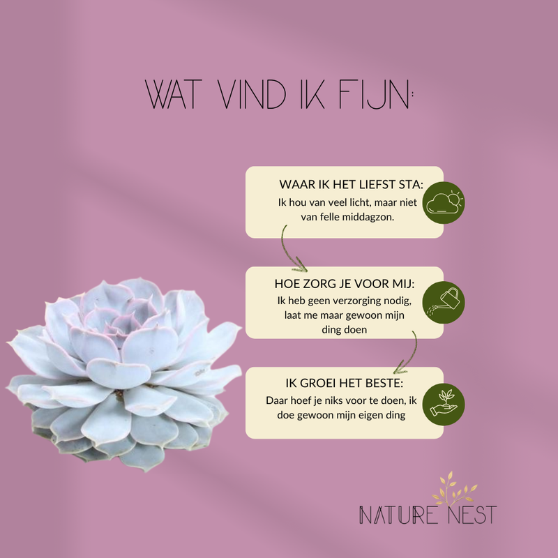 Echte Succulent Lila in taupe keramiek schaal - Ø12-14 cm ↕5 cm - 1x Echeveria Lilacina - vetplant