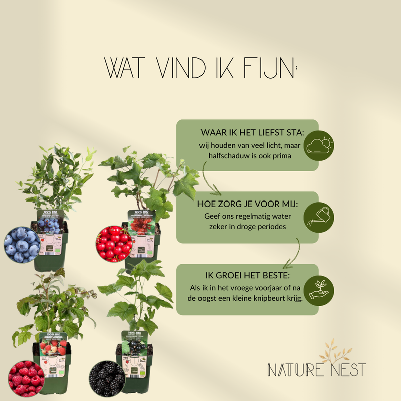 "Vruchtenparadijs" BIO Fruitplanten mix set van 4 verschillende soorten | 100% Biologisch gekweekt