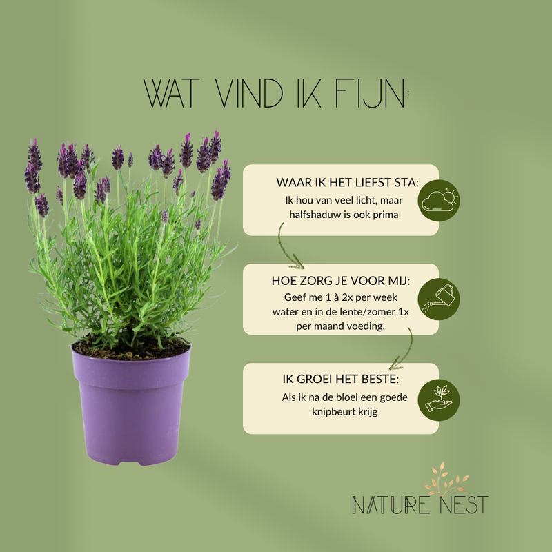 Set van 6 Franse lavendel planten | 6 x Ø12 cm ↕25 cm | Lavandula stoechas Anouk