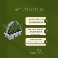 12 Witte lavendel planten - Lavendel angustifolia Edelweiss