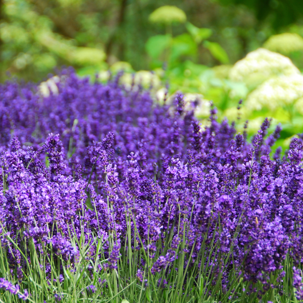 Lavandula Angustifolia 'Hidcote' (Blauwe Lavendel) set van 3