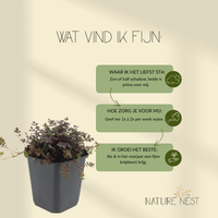 12 Stekelnoot planten | Acaena microphylla 'Kupferteppich' | Tuinplanten | Planten