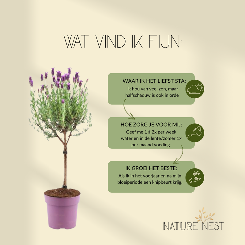 Set van 2 Franse lavendelplanten op stam |  2 x Ø15 cm - ↕50 cm | Planten