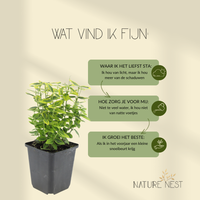 3 Gele Kardinaalsmuts Planten | Euonymus 'Emerald 'n Gold' | Tuinplanten | Planten