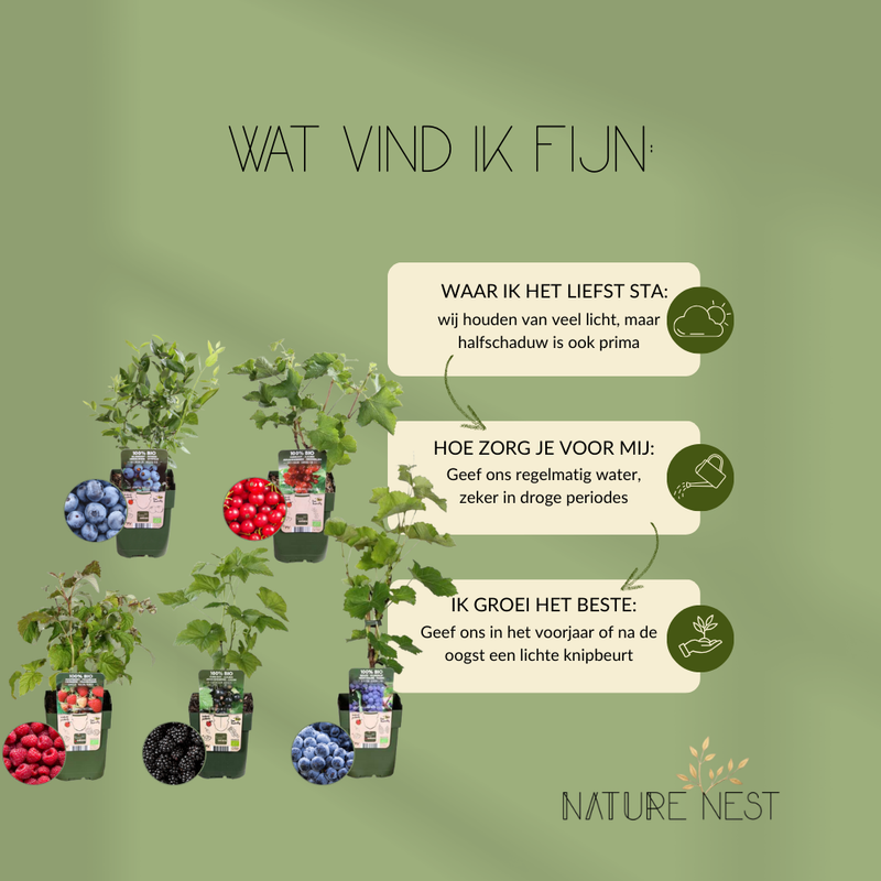 "Vruchten oase" BIO Fruitplanten mix set van 5 verschillende soorten | 100% Biologisch gekweekt