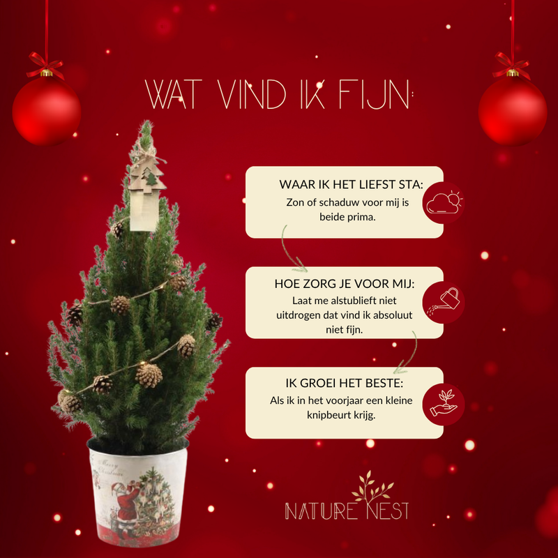 Kerstboom met verlichting 'Pineconelight' in Kerstman pot | 19 cm Ø | 60 cm ↕