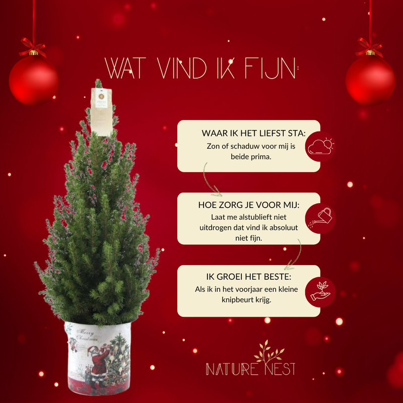 Kerstboom in Kerstman pot | 1x Picea Conica 'December' | 19 cm Ø | 60 cm ↕