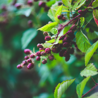 "Sweet Harvest Trio" Organic Fruit Plant Mix Set of 3 Different Varieties | 100% Organically Grown