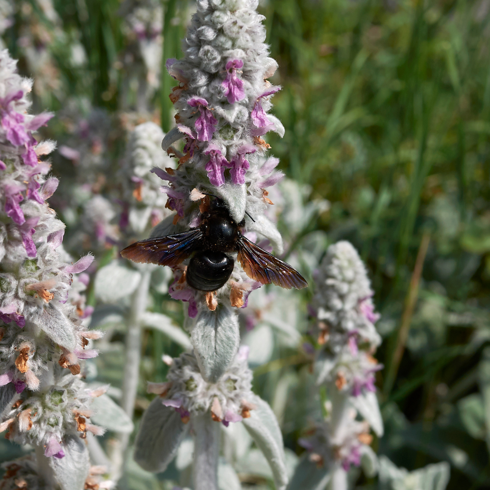 NatureNest Border Package Rosie