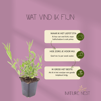 12 Ijzerhard planten | Verbena bonariensis | Tuinplanten | Planten