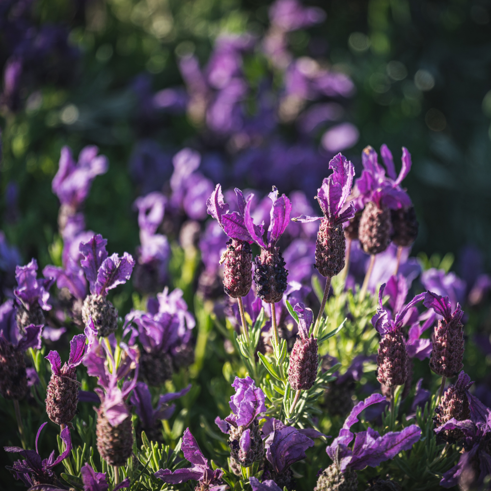 Lavendel Zomer Set - 2 lavendel op stam en 3x Lavandula stoechas ‘Anouk’