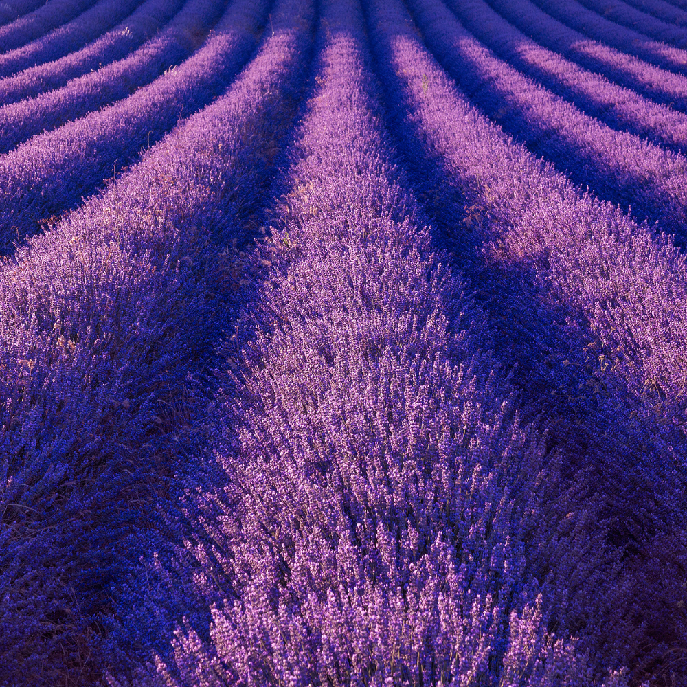 6 Blauwe Lavendelplanten ‘Lavandula angustifolia’ Ø7 cm ↕15 cm