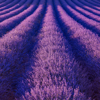 6 Blauwe Lavendelplanten ‘Lavandula angustifolia’ Ø7 cm ↕15 cm