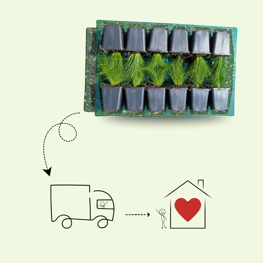 3 Blauwe Maagdenpalm Planten ‘Vinca minor’ Ø9 cm ↕15 cm