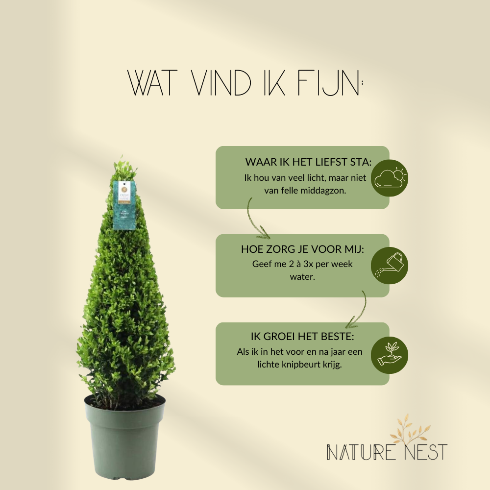 Ilex Crenata 'Jenny'